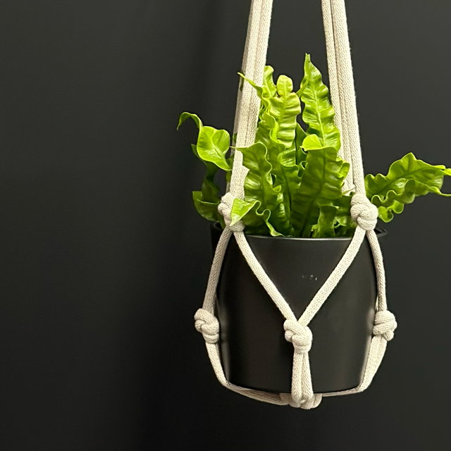 Chunky Plant Hanger